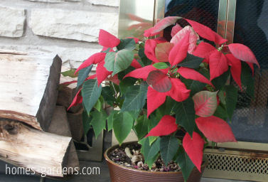 Houseplant checklist