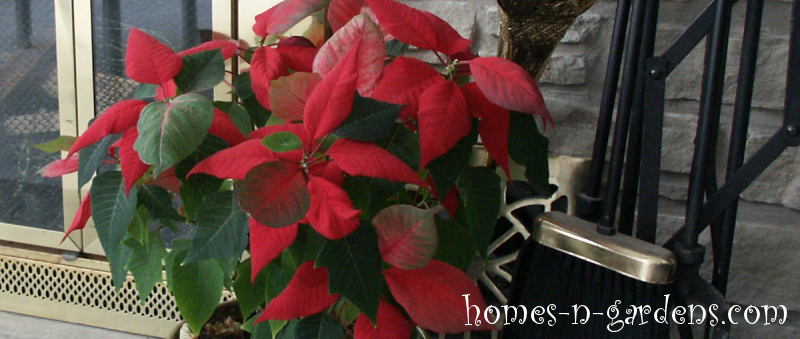 poinsettia gifts - how to care for them
