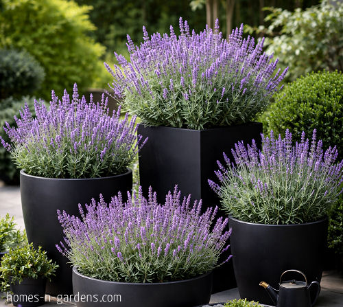 Container gardening in small spaces with pots and herbs